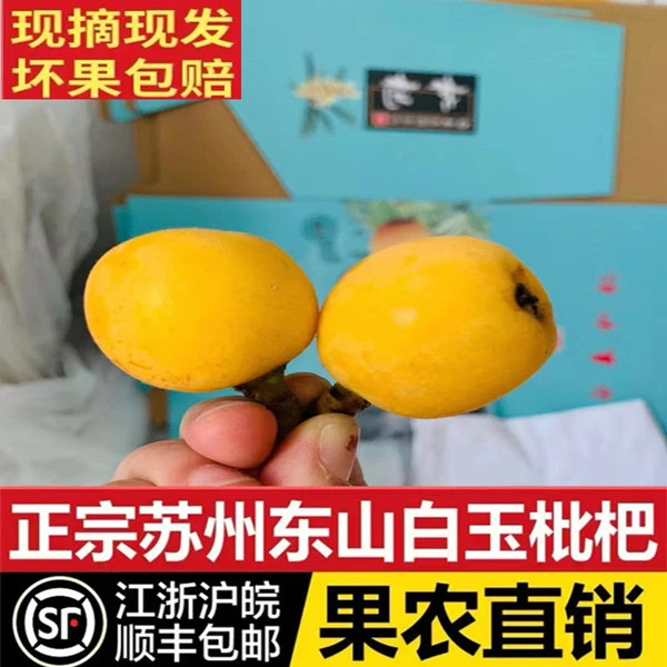 【果农直销中大果】2025年正宗苏州东山白玉枇杷顺丰空运时令水果