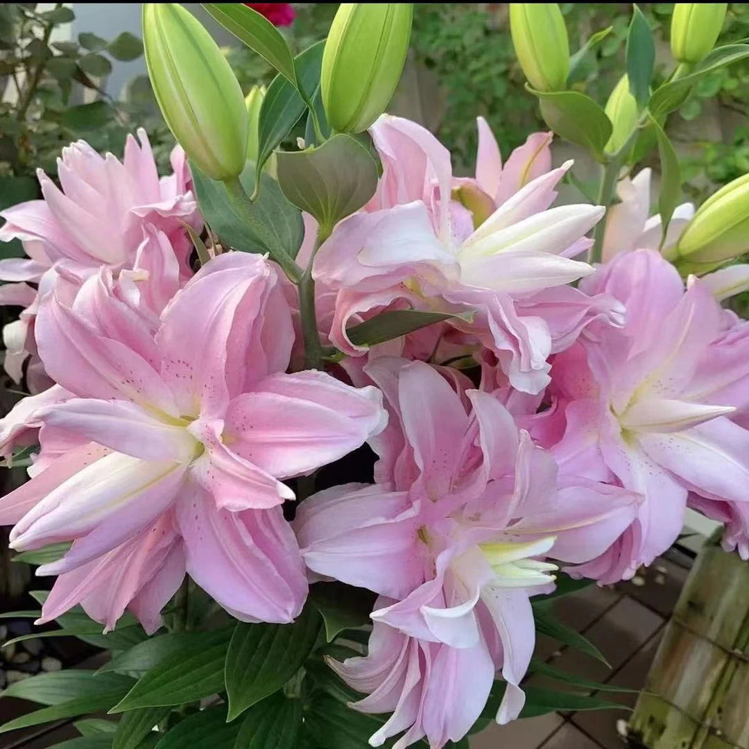 【莲花之境】1颗/四季可种重瓣浓香百合种球耐寒热室内外阳台庭院