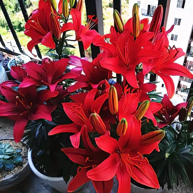 进口香水百合种球【百合带盆带土栽好发货】室内外阳台盆栽绿植花卉