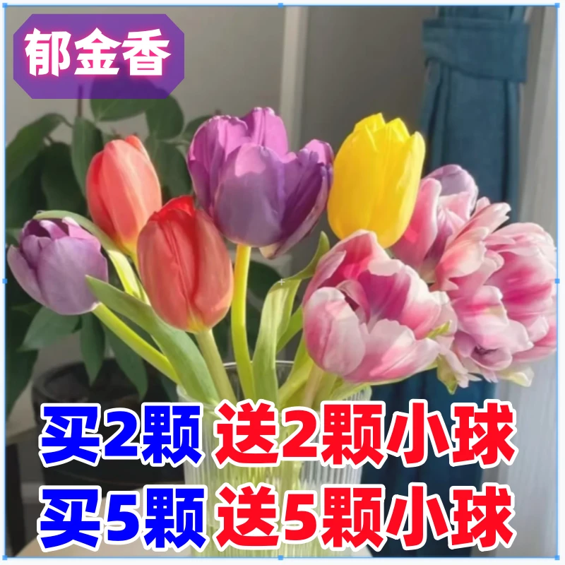 【重瓣郁金香】荷兰进口重瓣种球耐寒室内阳台