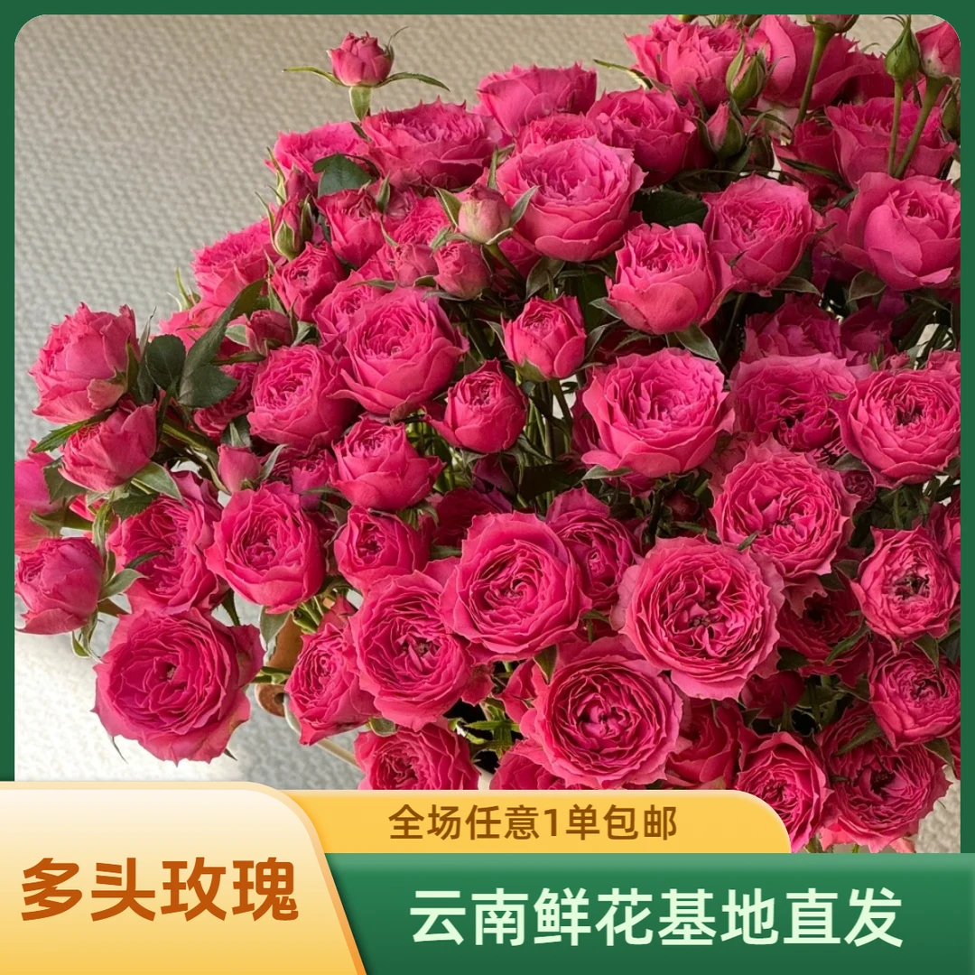 BC级·苏菲宝贝多头玫瑰 七夕高原基地直发