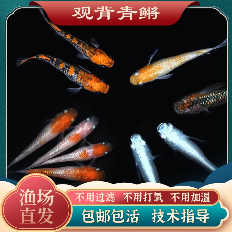 观背青鳉mini观赏鱼魔法鱼冷水鱼小型锦鲤淡水鱼不打氧好养不加温