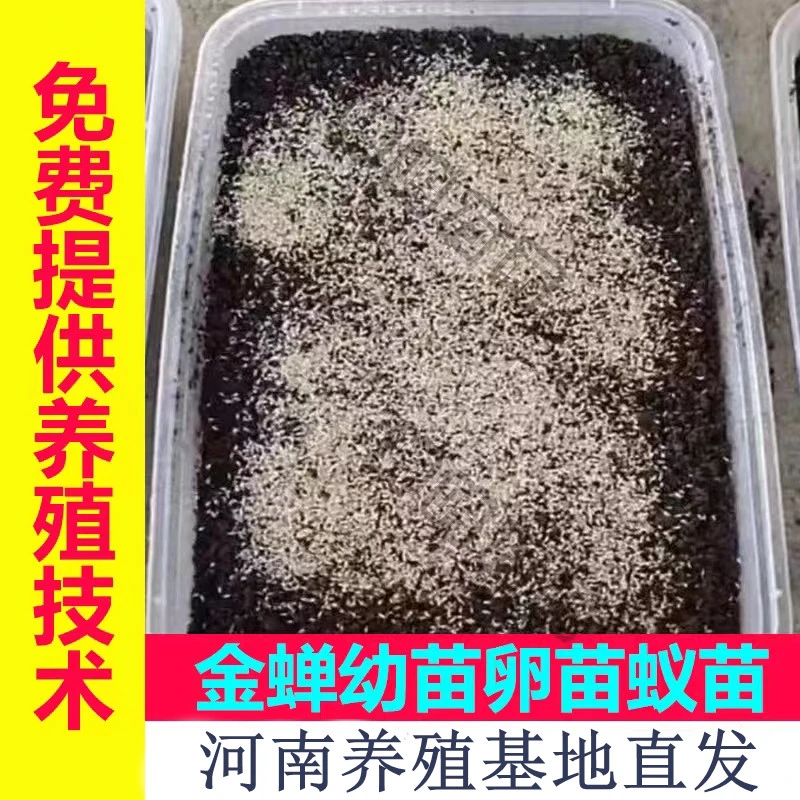 金蝉幼苗知了猴爬叉知了苗河南蝉苗孵化养殖基地