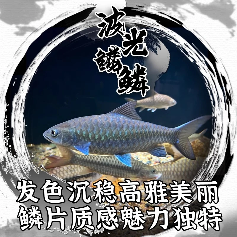 蓝吉罗原生异口新光唇保山蓝(需要有完整开箱视频无剪辑才包售后)