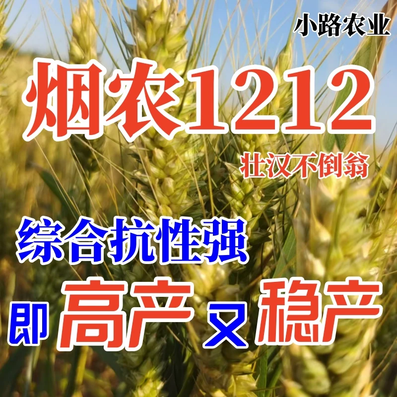 烟农1212小麦种子（15公斤/袋）
