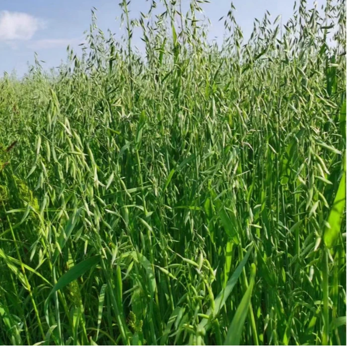 亿亩丰2号雀麦燕麦添加剂