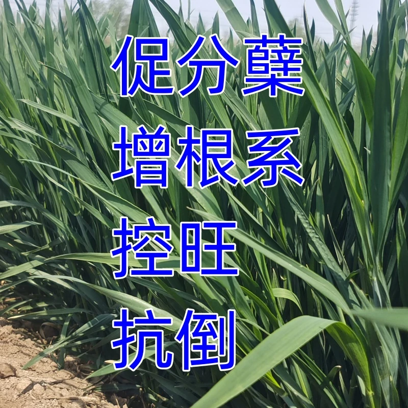 玉米控旺有机水溶肥料海心花