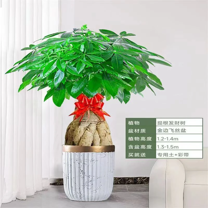 【送礼优选】开业庆典提根发财树绿植客厅办公室发财树大盆栽