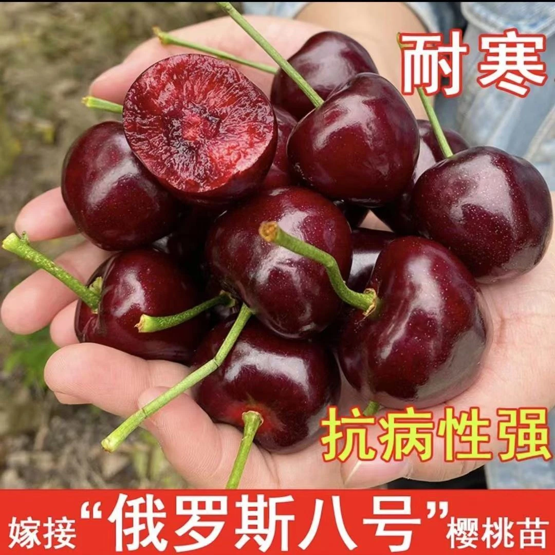 车厘子大樱桃树苗盆栽地栽苗南北方种植