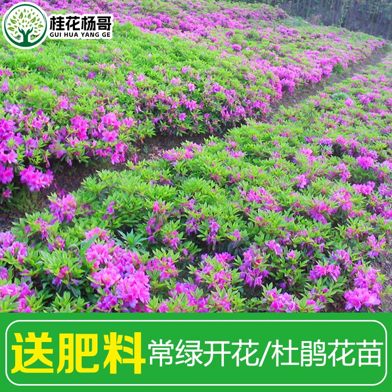 杜鹃 苗木 四季常青庭院绿化苗木工程 毛鹃苗木庭院绿植花卉