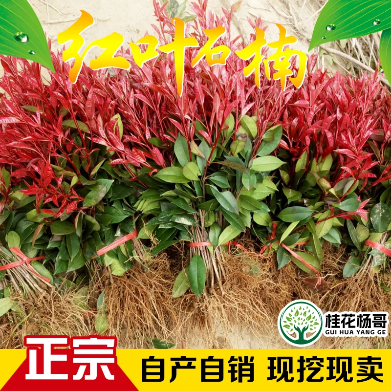 红叶石楠苗 绿化树苗红罗宾红叶石楠篱笆苗 四季常青庭院绿化树苗