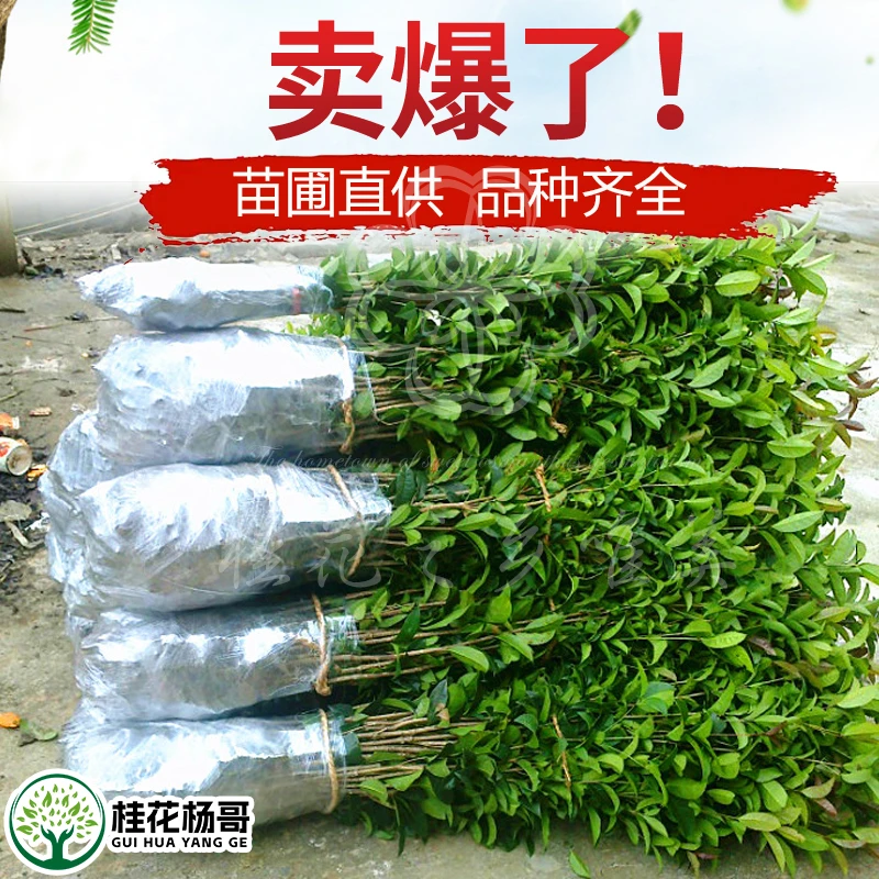 扦插桂花树苗金桂丹桂四季桂八月桂盆栽盆景花卉庭院绿植桂花小苗