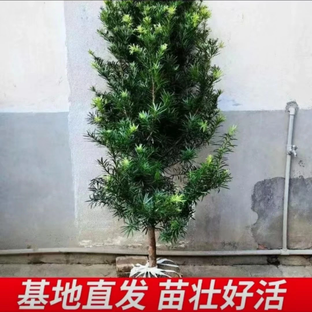 罗汉松树苗大树 庭院盆栽造型罗汉松 室内外种植 雀舌罗汉松耐寒