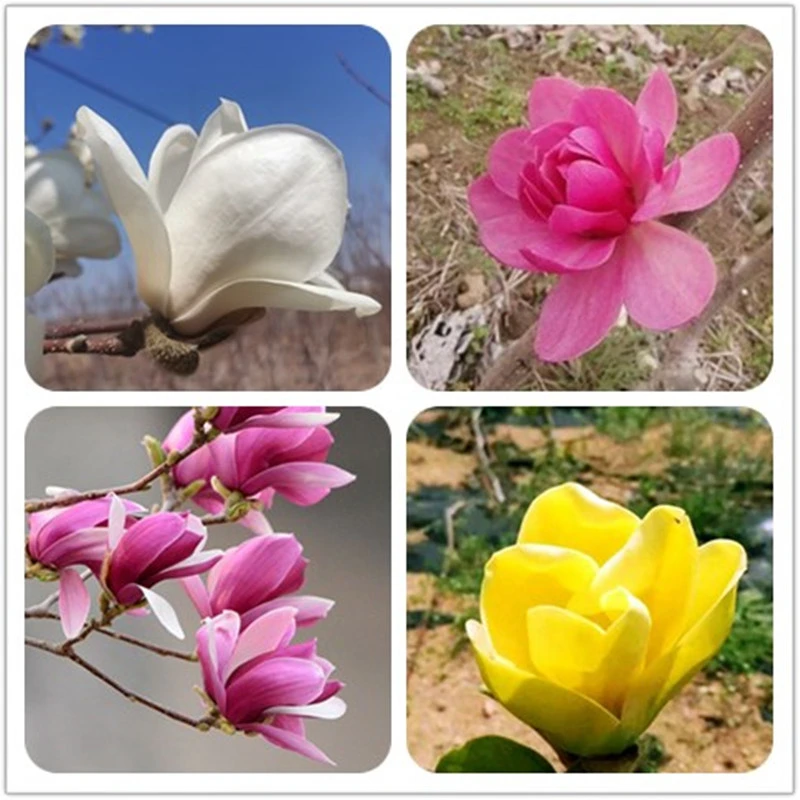 紫玉兰带花苞庭院种植黄玉兰红芭蕾玉兰郁金香黄鸟玉兰南北方种植