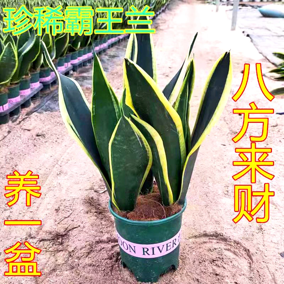 霸王兰净化空气懒人绿植虎皮兰里中的爱马仕珍稀霸王兰