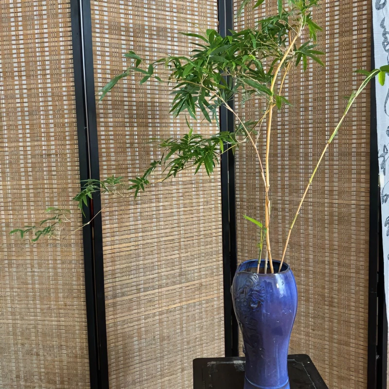 精品怪桩禅意红观音竹盆景打木架好养易活室内观赏造景观赏竹