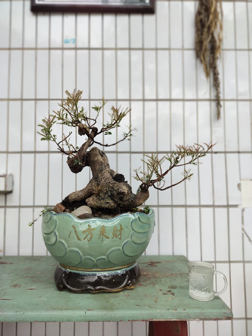 红芽清香木 黄绿  铁马鞭 羊蹄角