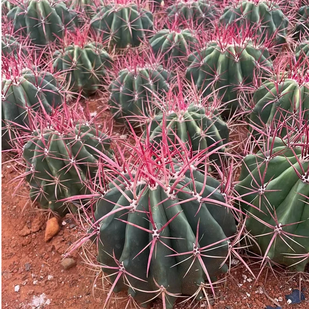 精品多肉植物 红虎 仙人球（大）【新人福利】