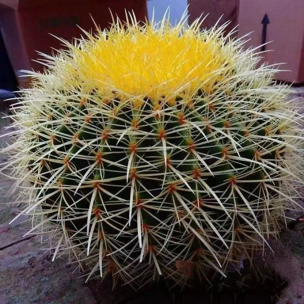 精品多肉植物黄金虎球带刺冠幅21～23cm