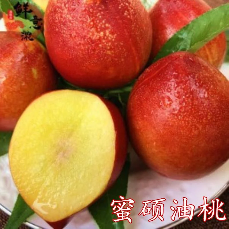 果树苗嫁接桃树苗 特大油桃【蜜硕油桃苗】 大油桃树苗当年结果