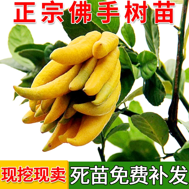 佛手苗金华金佛手树苗小种佛手柑苗千手观音四季苗果树苗佛手盆栽