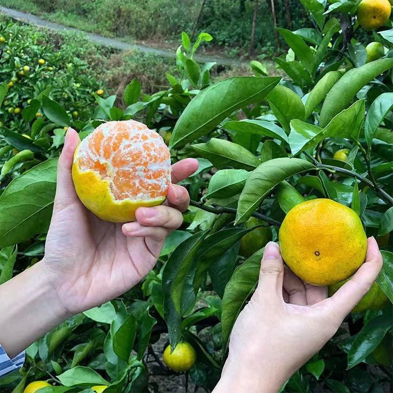特早熟蜜桔树苗日南一号柑橘苗青皮蜜桔苗苗橘子树苗地栽当年结果