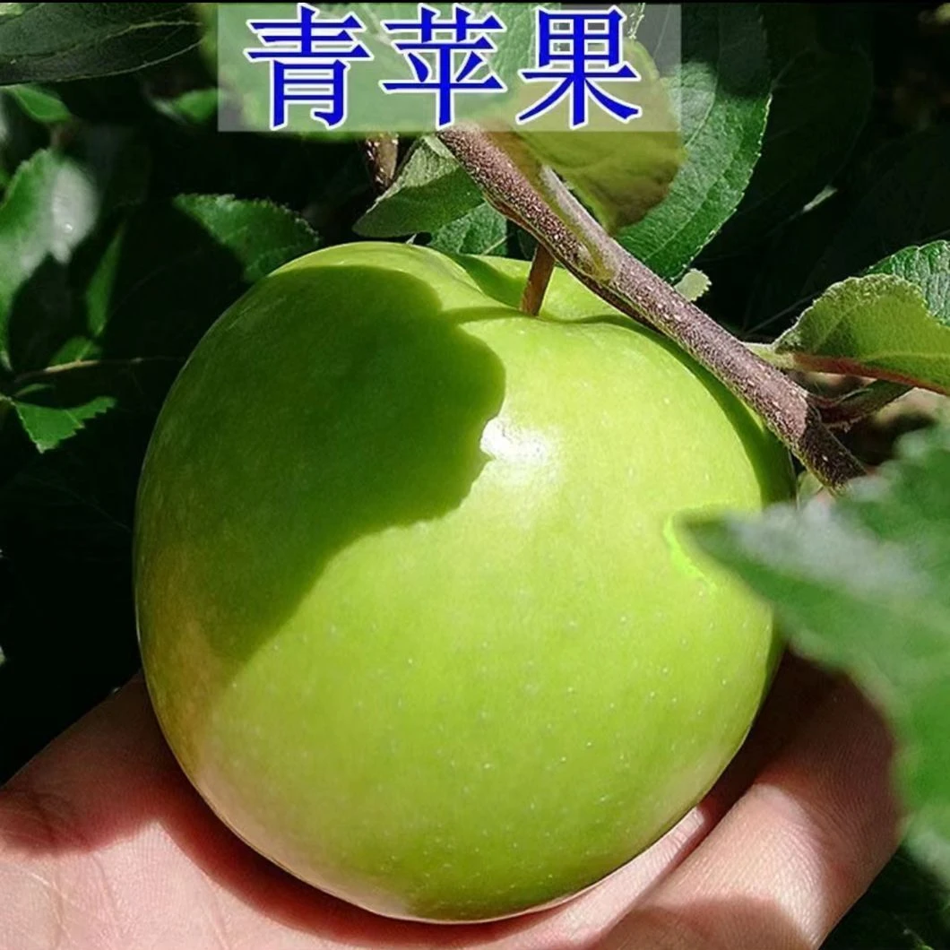 云南苹果苗青苹果苗嫁接苗带土苹果树苗庭院阳台四季种植盆栽