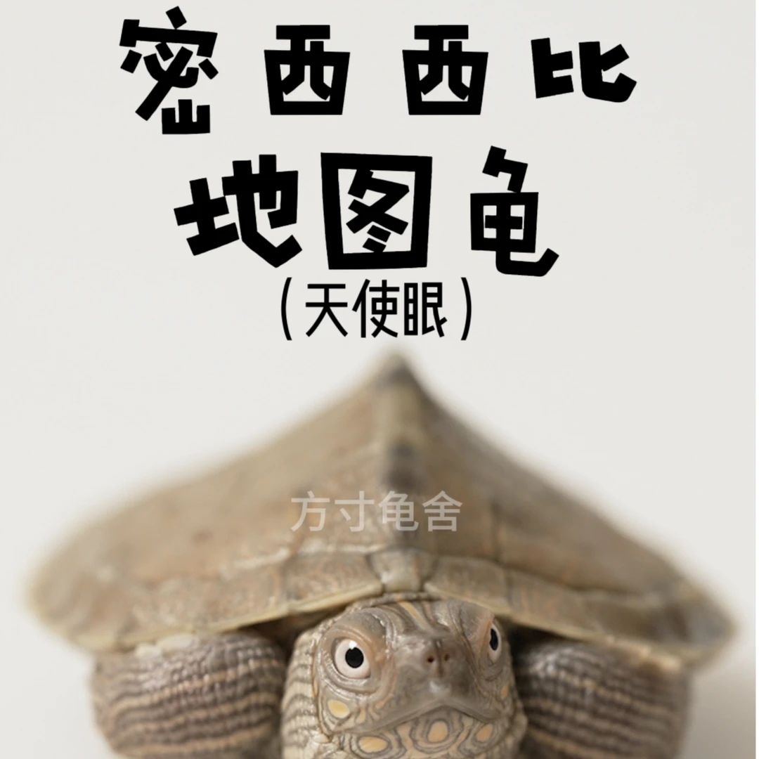 密西西比地图龟天使眼地图龟宠物龟观赏龟活体龟苗新手入门龟
