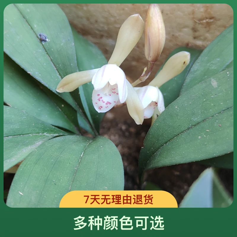 兔耳兰兰花盆景绿植