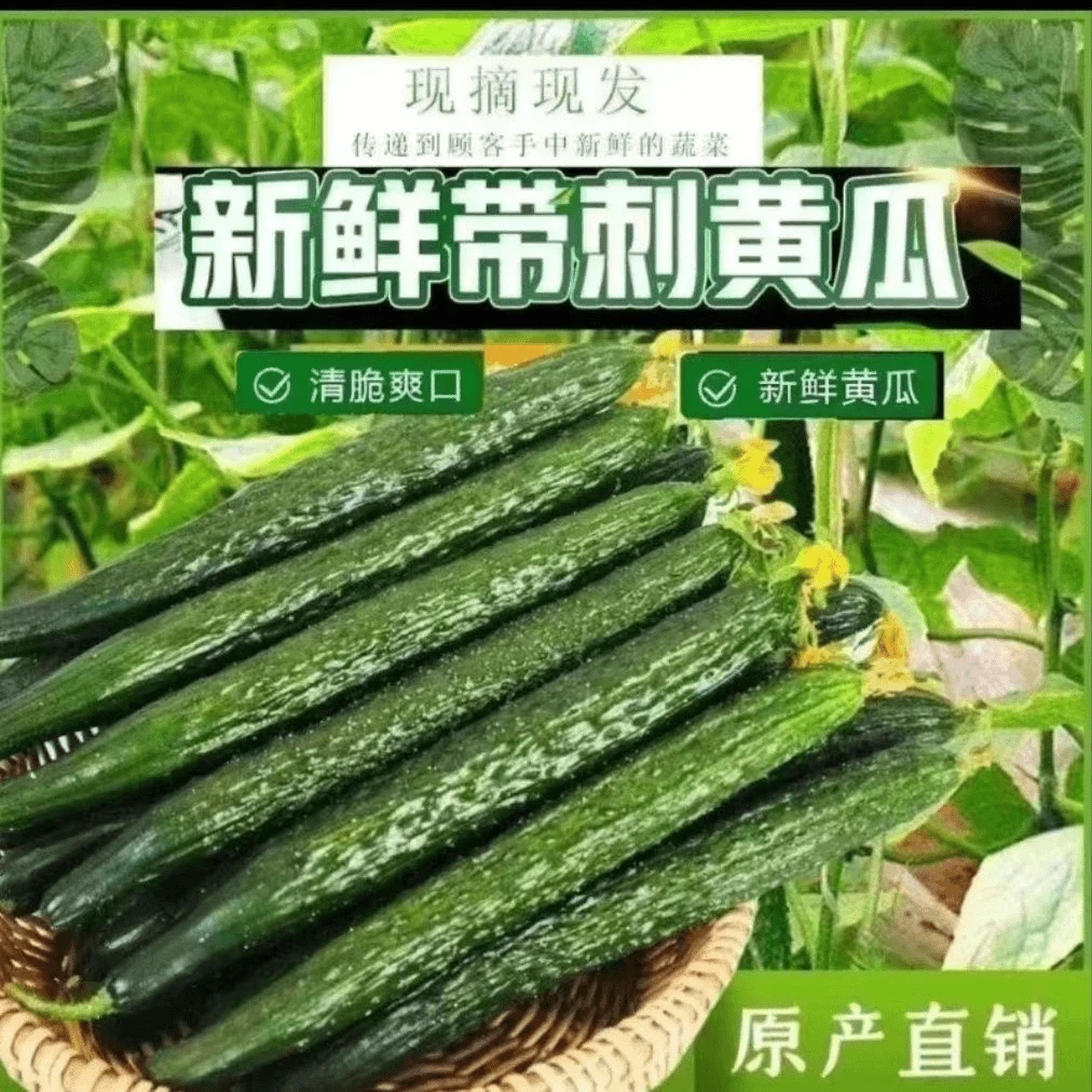 【辛平优选】云南现摘带刺长黄瓜露天种植新鲜蔬菜青瓜生吃凉拌炒菜