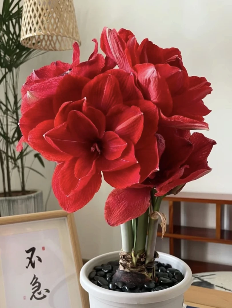 【樱桃妮芙】重瓣皮实好养，大花复古红