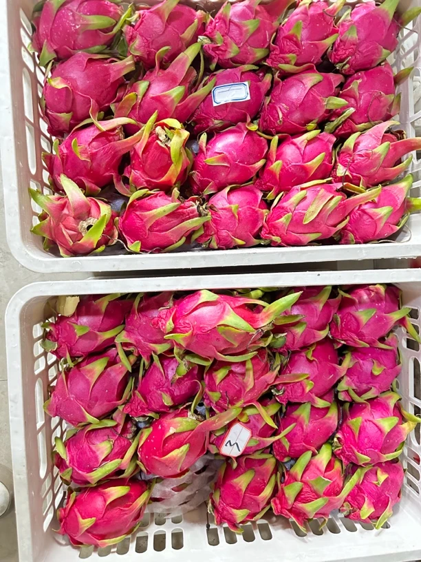新鲜30蜜宝10个装5斤往上