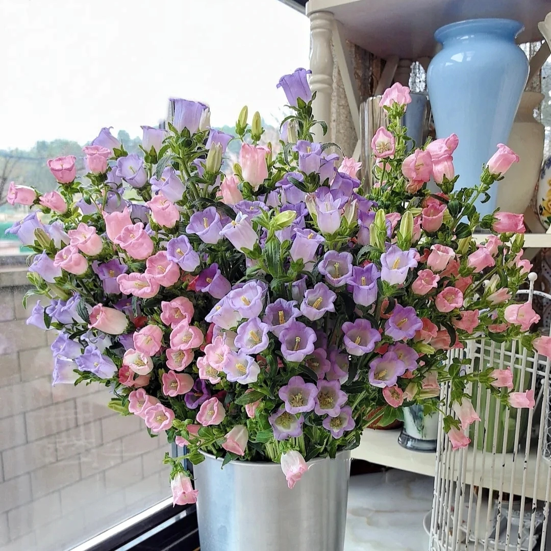 粉色风铃花 斗南鲜花基地直发