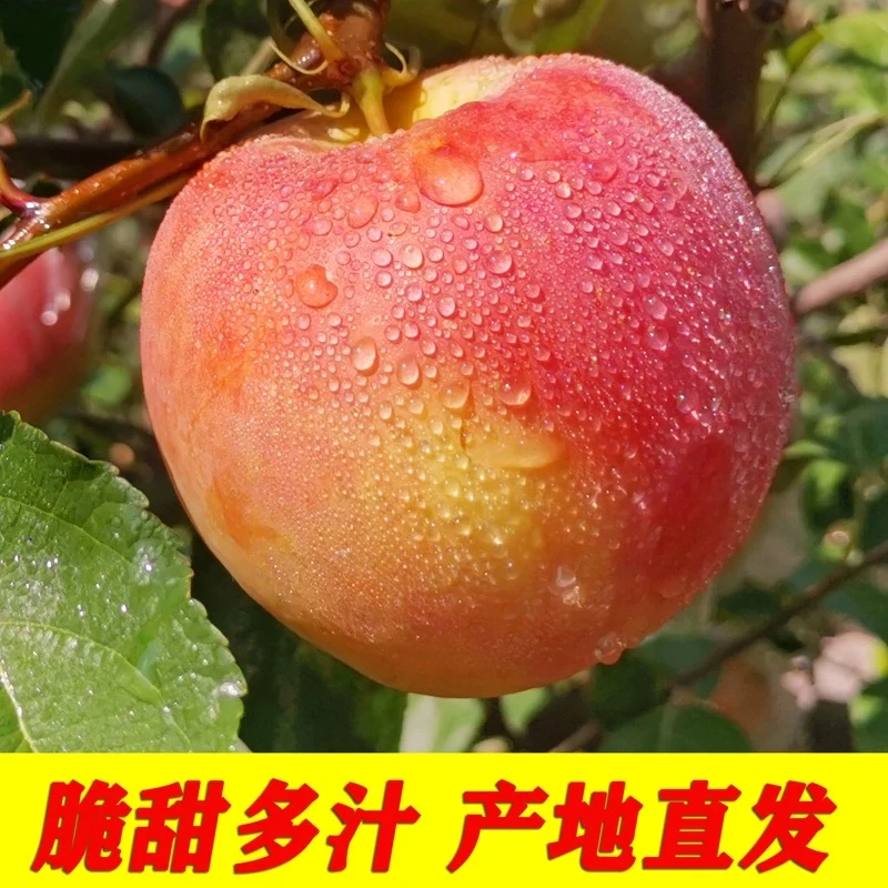 正宗陕西高山红富士苹果脆甜多汁新鲜采摘