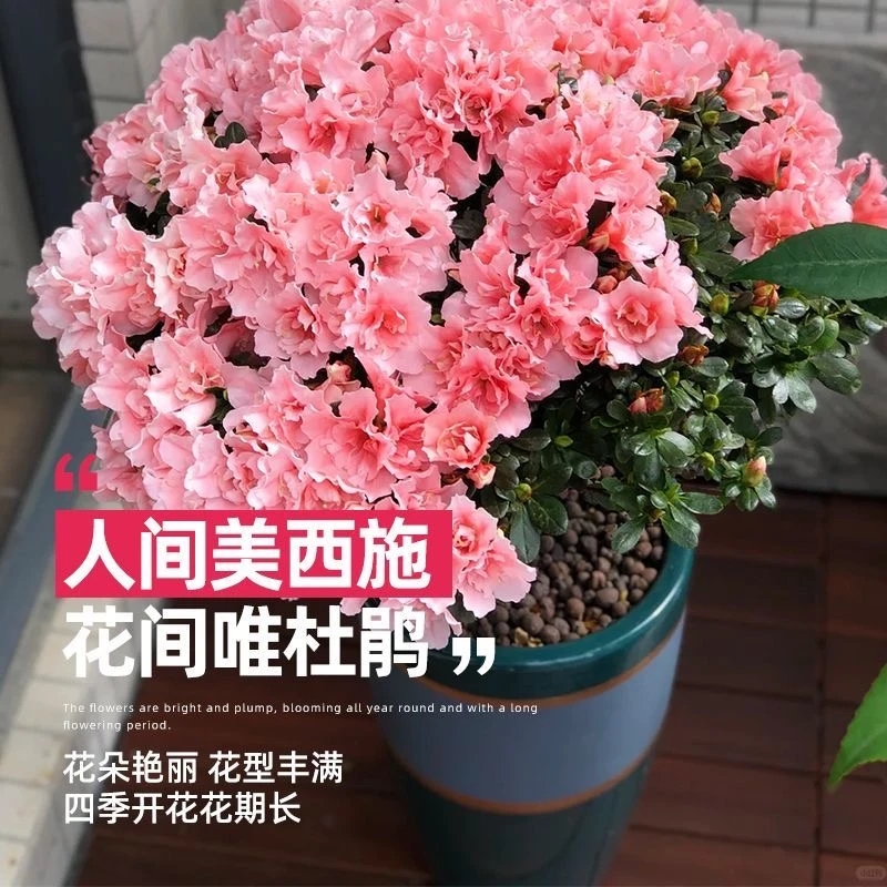 【四季开花】杜鹃花盆栽西洋杜鹃带花苞室内阳台花卉绿植净化空气