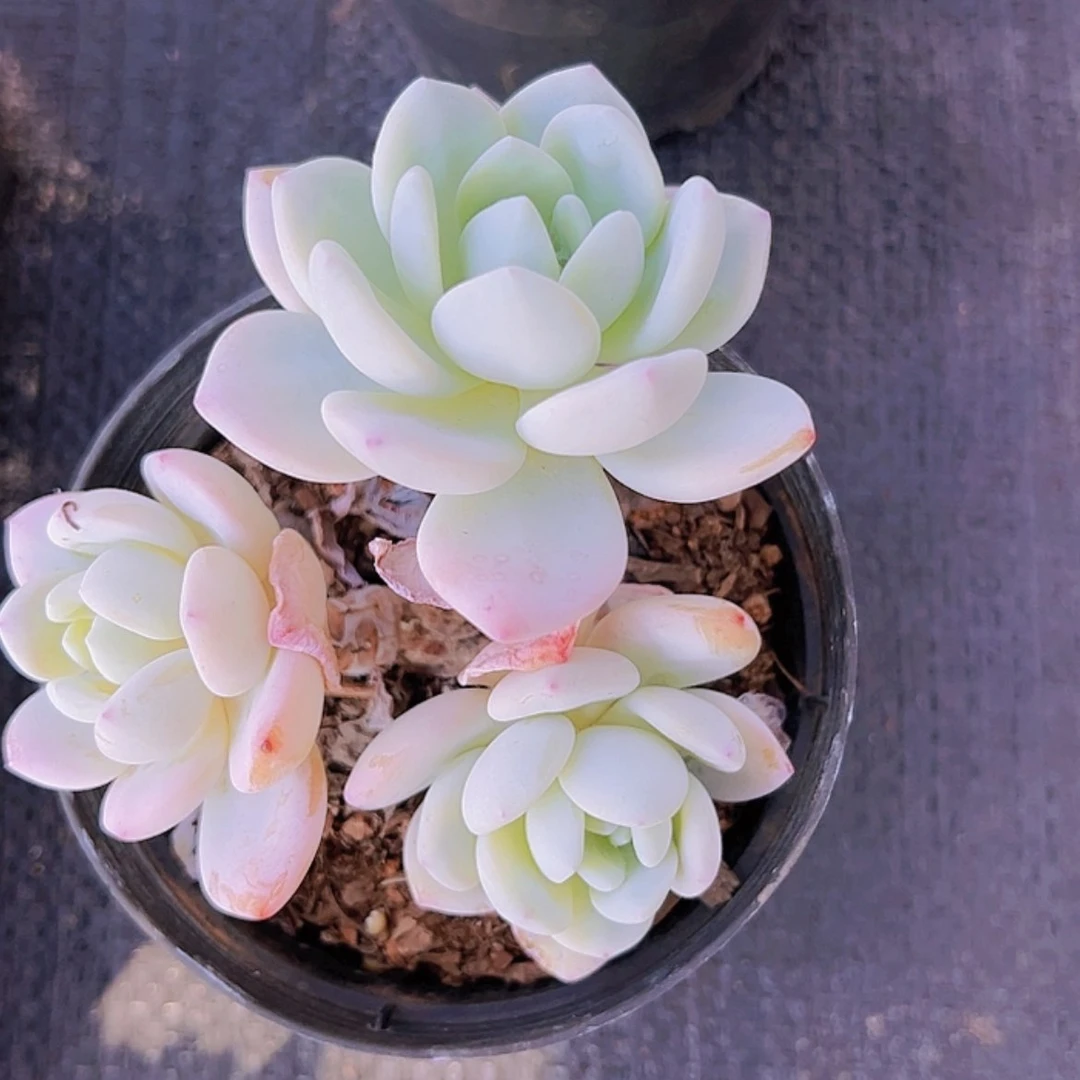 【闪购商品】雪天使杂