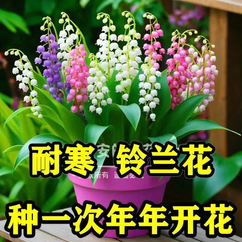 铃兰花盆栽驱蚊室内办公室绿植耐寒耐热盆栽好养懒人花卉垂吊植物