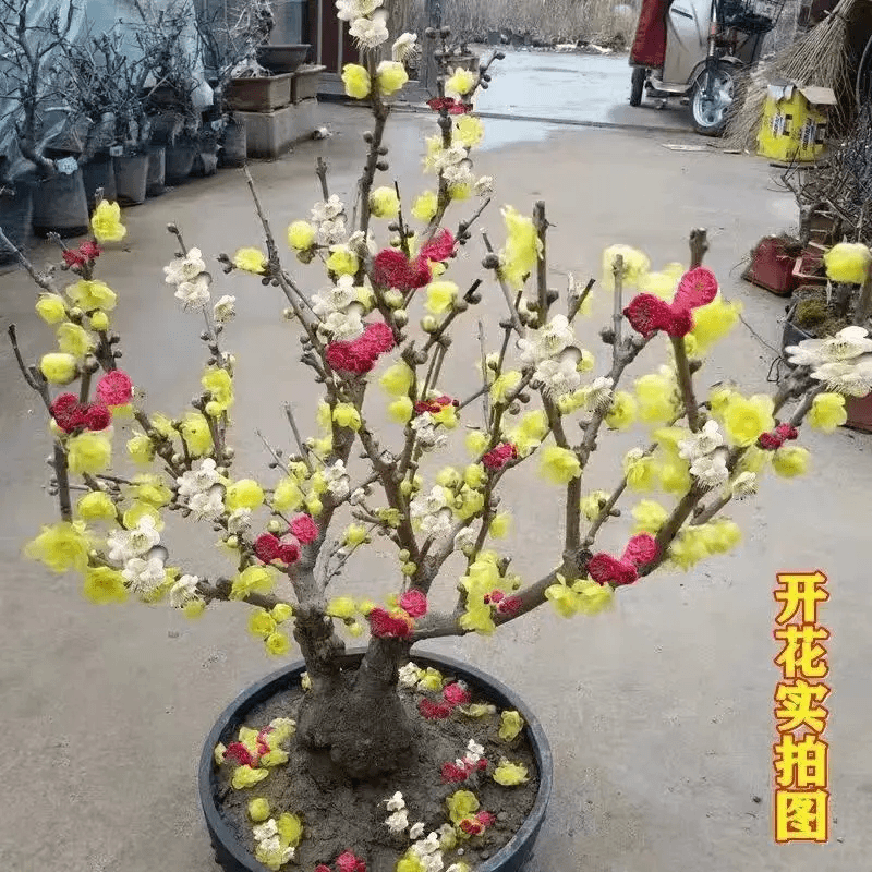 【带芽苞】30天开花浓香梅花地栽树苗耐寒腊梅四季开花卉室外绿植