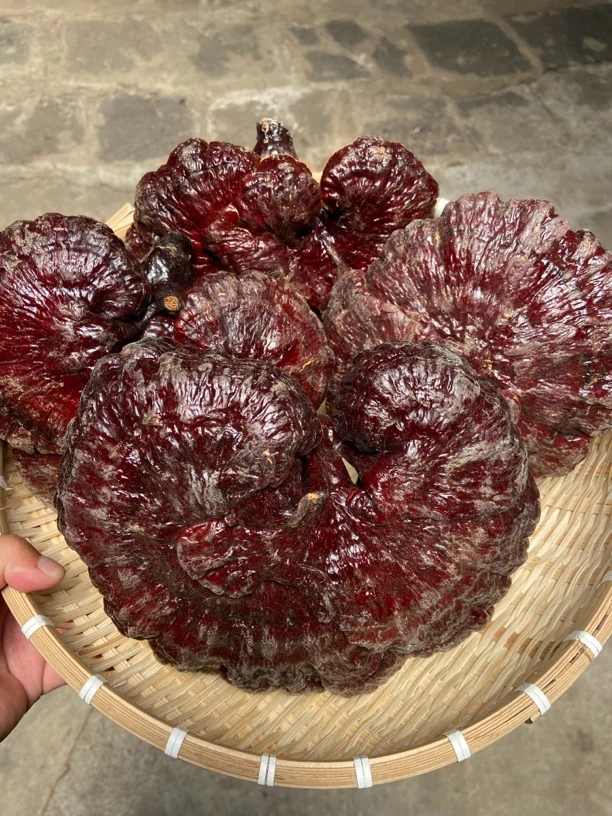 【现收山货】红灵芝煮水泡酒250g起