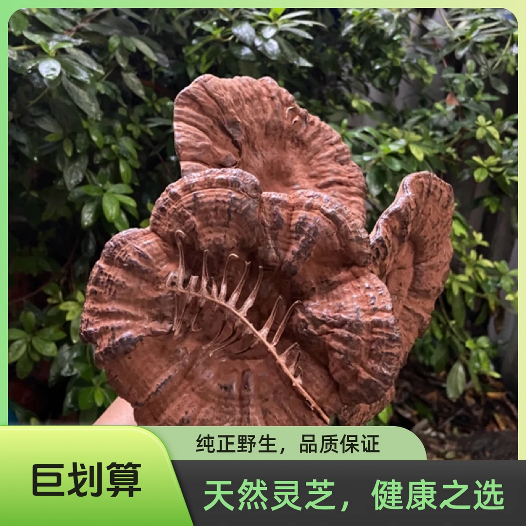 云南优选黑-灵-枝煮水泡水泡酒250g起