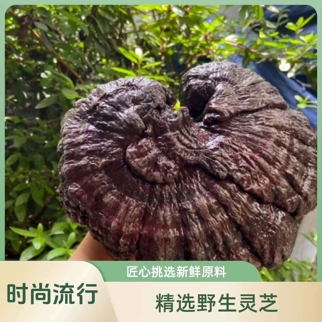 云南现收红-灵-枝灵枝250g起煮水泡酒