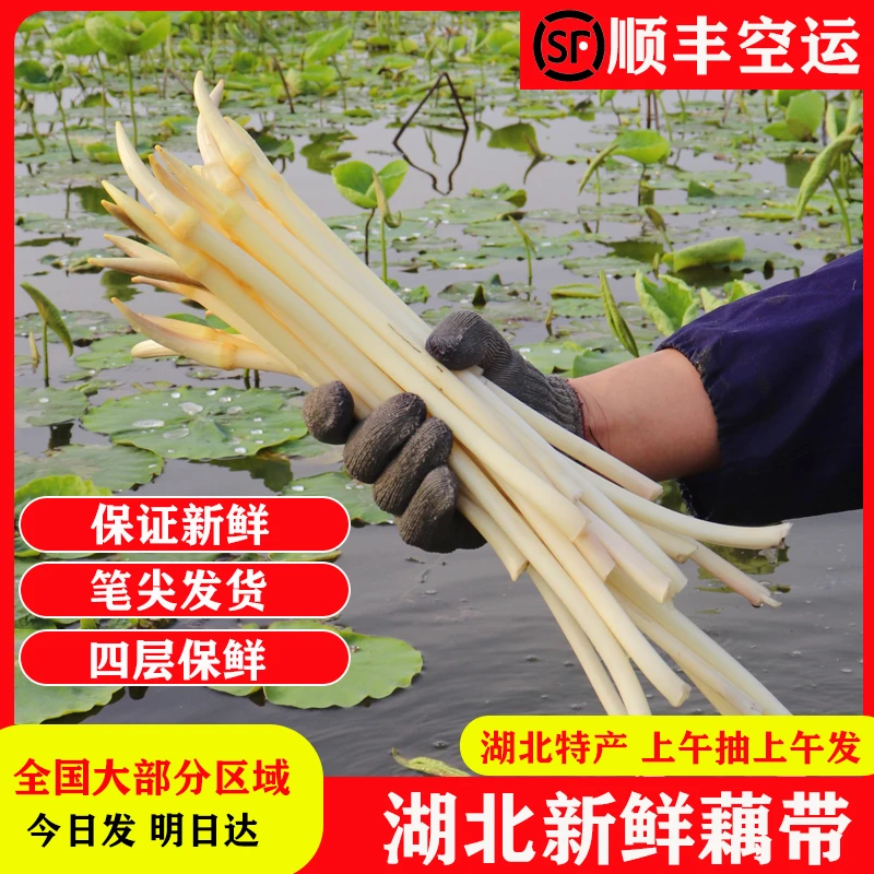 顺丰空运湖北新鲜藕带嫩藕苫农家鲜摘藕肠子藕尖1斤/2斤/3斤