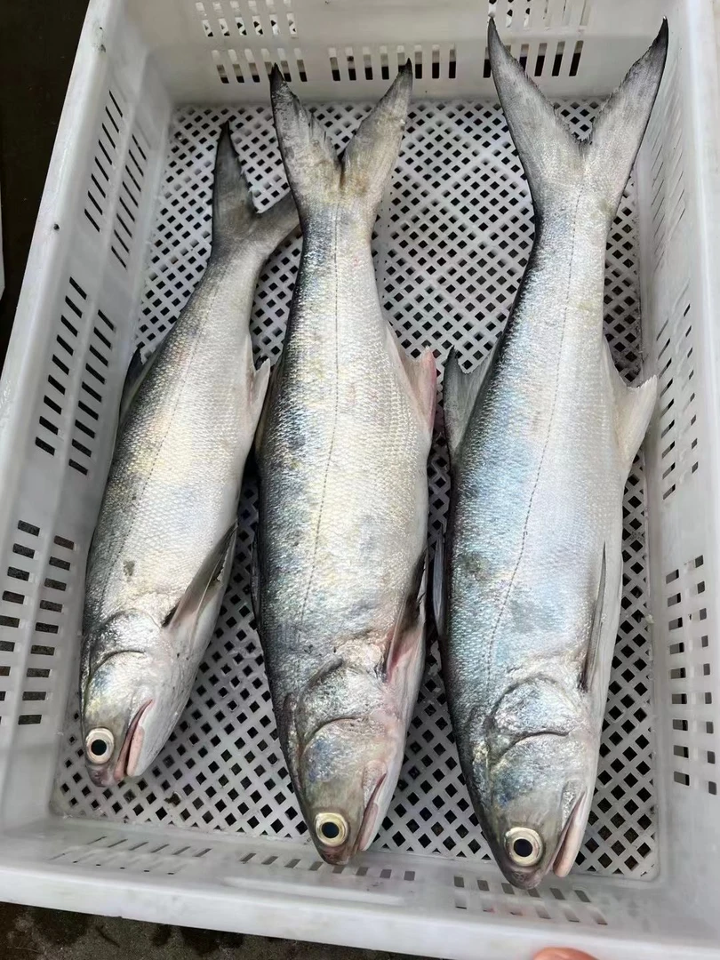 【当天捕捞】广东湛江天然海鲜章跳午鱼午笋偶鱼马友鱼片马友鱼