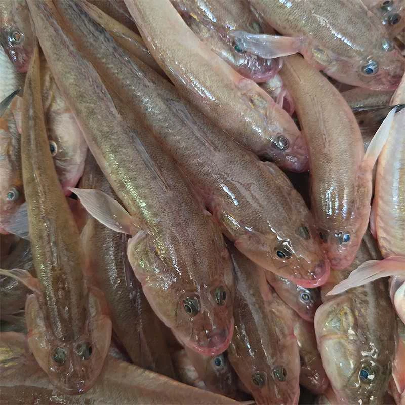 新鲜海捕沙光鱼5斤  连云港冷冻发货