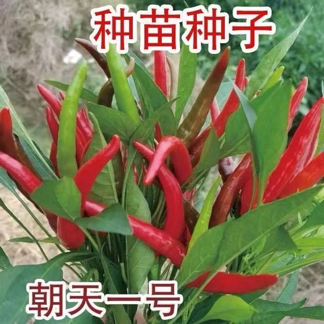 朝天椒苗辣椒苗簇生望天猴辣椒种子朝天椒种子蔬菜小米辣椒辣种