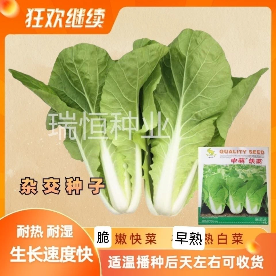 速生快菜种子籽快速生长白菜青菜叶甜菜种子四季播种蔬菜种子