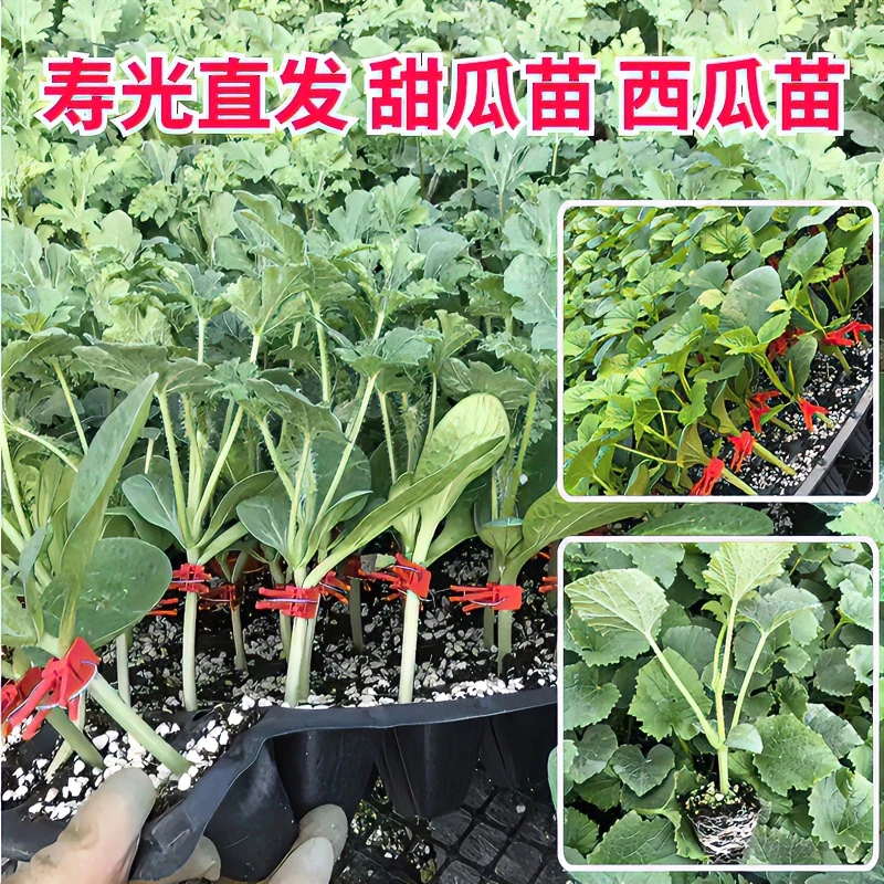 嫁接甜瓜苗美都西瓜苗博洋甜瓜苗直根西瓜苗里面西瓜嫁接西瓜苗