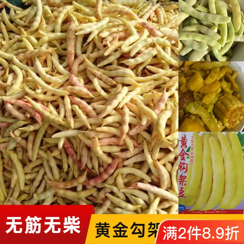黄金钩油豆种子黄金钩无筋无柴架豆芸豆高产红金钩黄金钩架豆种子