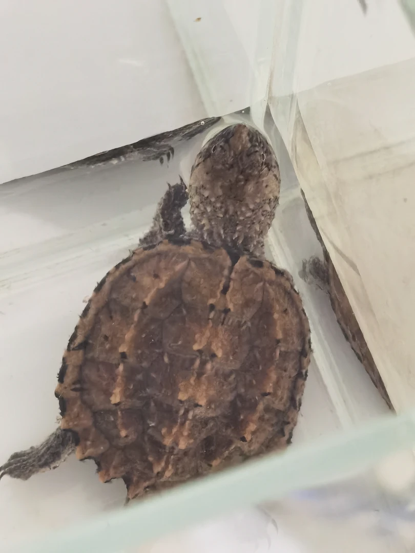 （直播间挑龟）鳄鱼龟杂佛佛鳄宠物龟