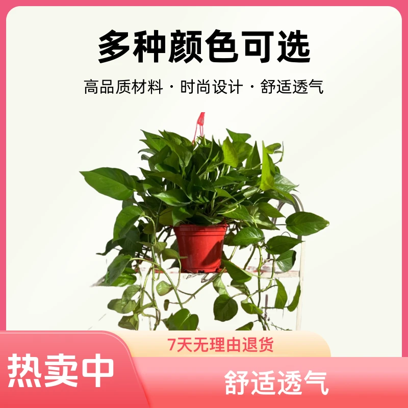 长藤水培绿萝净化空气吸甲醛